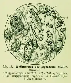 An illustration of various creature in a water drop