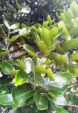 Detail of the dark, leathery, rectangular leaves
