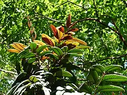 Colourful new growth