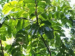 Crown, showing several compound leaves