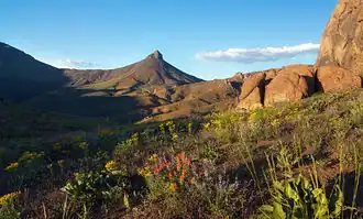 Blooming wildflowers in front of rocky terrain
