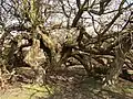 Ancient tree