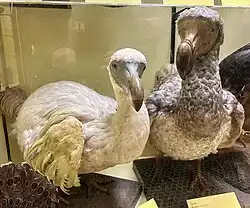 Two stuffed dodos