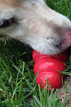Photo of dog chewing a red Kong