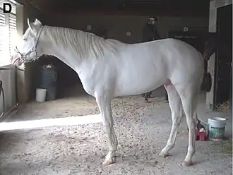 All-white dominant white horse with pink skin, brown eyes, and white hooves.