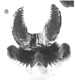 Dorsal view of transverse and paired longitudinal lingual laminae of Lampetra fluviatilis