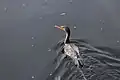 Double-crested cormorant cruises through the water.