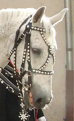 Frentera on a double bridle, Germany