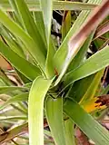 Leaves and stem of Dracophyllum cockayneanum