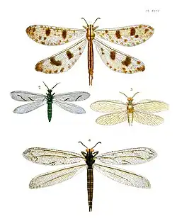 Neuroptera