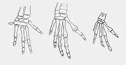 Diagram of the bones in a dugong forelimb at different stages of life