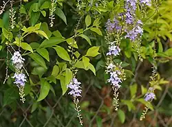 Duranta erecta at Ananthagiri Hills, in Rangareddy district of Andhra Pradesh, India.