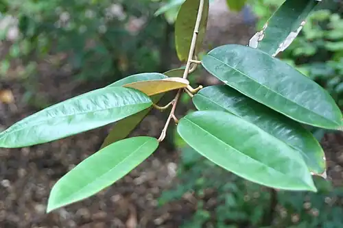 Foliage