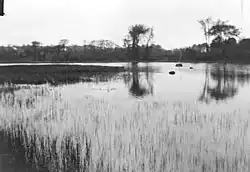 A view, at dusk, looking across a marshy body of water or lake (possibly Lake Scugog or Rice Lake), with barnyard ducks, centre. In the background, on the far shore, are two large deciduous trees.