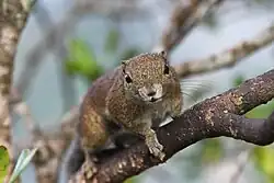 Brown squirrel