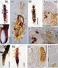 Various earwigs; 43 is Doru luteipes, 44 is spermatheca of D. luteipes, 45 is spermatheca of D. lineare
