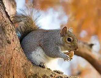 Eastern grey squirrell
