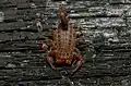 Eastern pygmy-thicktail scorpion (Pseudolychas pegleri)