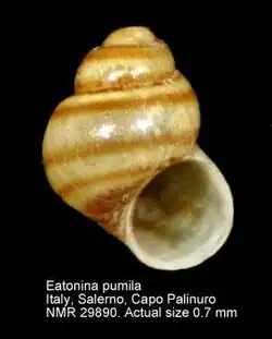 Empty spiral Eatonina pumila snail shell, it is yellow with orange stripes spiraling around the shell