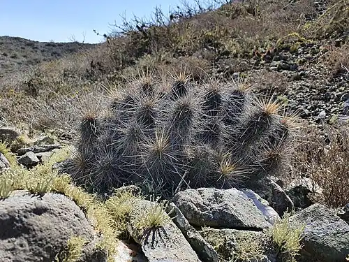 Habitat in San Carlos, Baja California Sur, Mexico