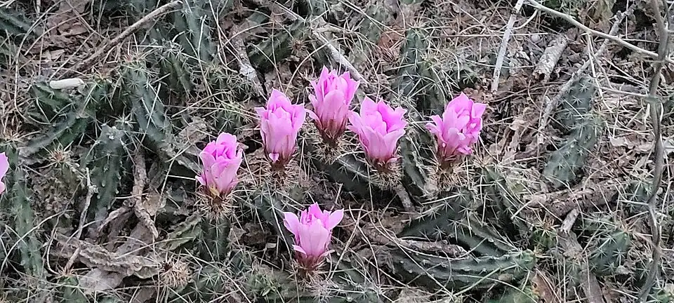 Habitat in Harlingen, Texas