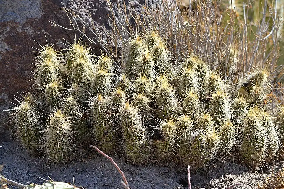 Habitat in Dinamita, Durango, Mexico
