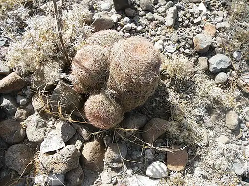 Plant growing 56 km South of Estacion Vanegas, San Luis Potosí