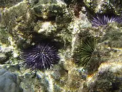 Echinometra mathaei in their holes in a rock.
