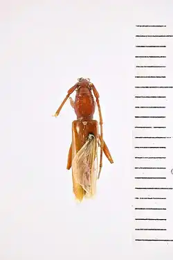 Photo of the specimen, 2000