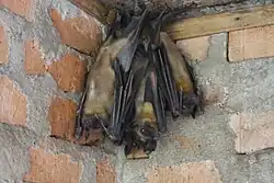 Brown bats