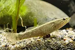 Eleotris oxycephala; Eleotridae