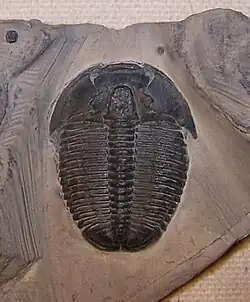 Elrathia kingii, a ptychopariid from the Middle cambrian