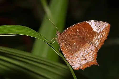 Ventral view