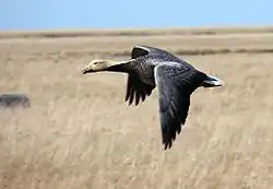 An emperor goose in flight over a field of grass