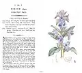 Plate 181 with text - Common Viper's Bugloss