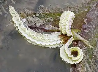 A white "open-banana" shaped flower, floating on the surface of the water