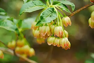 Enkianthus deflexus bunch.