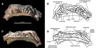 Photograph on a black background (left) and annotated line drawing (right) of the same skull bone in exterior (top) and interior (bottom)
