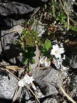 A small plan growing between rocks with green leaves and white petalled flowers