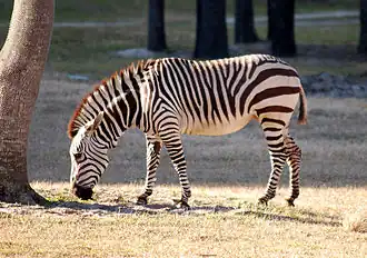Hartmann's mountain zebra (Equus zebra hartmannae)