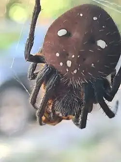 E. fuliginea, Kwakoegron, Suriname
