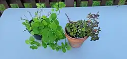 Two potted bonsai mint plants. The plant on the left has bright green, large leaves. The plant on the right has smaller, reddish leaves.