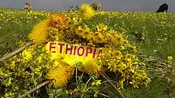 Image 25The Ethiopian New Year or Enkutatash is celebrated with the adey abeba flower symbolising a new beginning, each year across the country. (from Ethiopia)