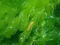Euidotea durvillei on seaweed