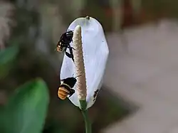 Two large black and orange bees hover around a white flower.