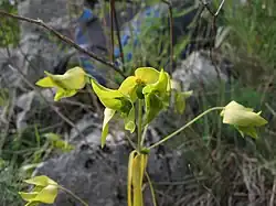 Colour photo of Euphorbia taurinensis plant