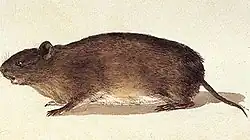 Drawing of brown spiny rat