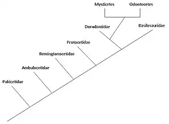 Image 34A phylogenetic tree showing the relationships among cetacean families. (from Evolution of cetaceans)