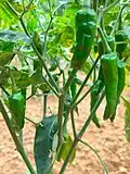 Extreme Closeup of Edayur Chilli at a farm