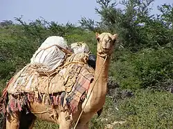 A nomad's pack camel in Eyl, Somalia